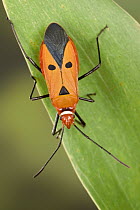 Stainer (Dysdercus sp) adult, a true bug of the Heteroptera suborder, Malaysia