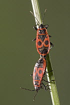 Fire Bug (Pyrrhocoris apterus) pair mating, a true bug of the Heteroptera suborder, Europe