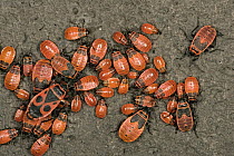 Fire Bug (Pyrrhocoris apterus) mixed group of nymphs and adults, a true bug of the Heteroptera suborder, Europe