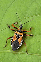 Assassin Bug (Apiomerus pictipes) a true bug of the Heteroptera suborder, Guanacaste, Costa Rica