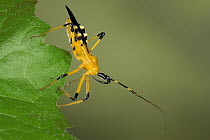 Assassin Bug (Reduviidae) a true bug of the Heteroptera suborder, Malaysia