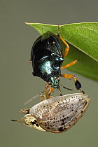 Predatory Stink Bug (Stiretrus anchorago) eating Chrysomelid Beetle (Physonota alutacea) a true bug of the Heteroptera suborder, Guanacaste, Costa Rica