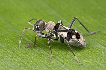 True Bug (Arhaphe deviatica) mimicking ant, a true bug of the Heteroptera suborder, Guanacaste, Costa Rica