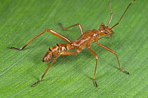 Ant-mimic Bug (Hyalymenus sp) nymph mimicking ant, a true bug of the Heteroptera suborder, Guanacaste, Costa Rica