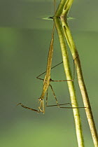 Water Stick Insect (Ranatra linearis) waiting for prey, a true bug of the Heteroptera suborder, Europe