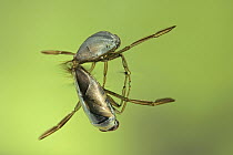 Water Boatman (Notonecta glauca) with reflection underwater, a true bug of the Heteroptera suborder, Europe