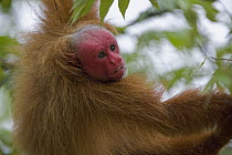 Red Uakari (Cacajao calvus) male in tree, Amazon Ecosystem, Brazil
