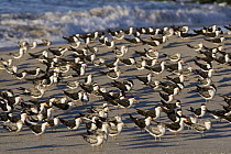 Black Skimmer (Rynchops niger) colony on beach, Cape May, New Jersey