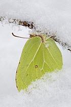 Brimstone (Gonepteryx rhamni) butterfly on snow-covered branch, Europe