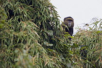 Blue Monkey (Cercopithecus mitis) in tree tops, Parc National des Volcans, Rwanda