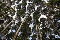 Gum Tree (Eucalyptus sp) plantation, Rwanda