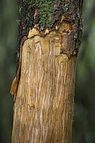 Mountain Gorilla (Gorilla gorilla beringei) sign, tree stripped of bark to reach tree sap, Parc National des Volcans, Rwanda