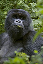 Mountain Gorilla (Gorilla gorilla beringei) male eating, endangered species, Parc National des Volcans, Rwanda