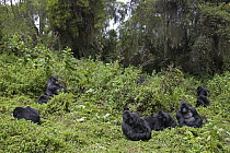 Mountain Gorilla (Gorilla gorilla beringei) group resting, endangered species, Parc National des Volcans, Rwanda