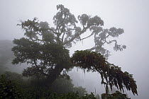 Hagenia (Hagenia abyssinica) tree in rainforest, on the slope of Mount Bisoke, Parc National des Volcans, Rwanda