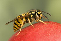 Wasp on apple, Europe