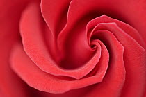 Rose (Rosa sp) flower, Germany