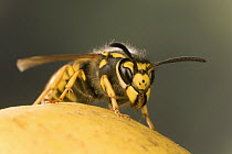 Wasp on fruit, Europe