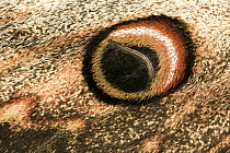 Giant Peacock Moth (Saturnia pyri) wing with false eye spot, Europe
