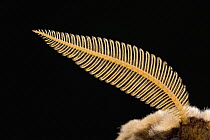 Giant Peacock Moth (Saturnia pyri) antenna, Europe