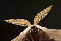 Giant Peacock Moth (Saturnia pyri) portrait, Europe