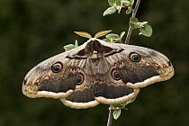 Giant Peacock Moth (Saturnia pyri) with false eyespots, Europe