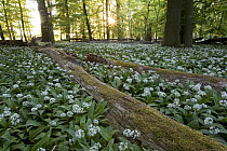 Garlic (Allium sp) growth in forest, Hessen, Germany