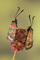 Burnet Moth (Zygaena carniolica) pair, Europe