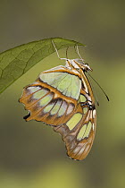 Malachite (Siproeta stelenes) butterfly, South America