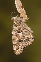 Painted Lady (Vanessa cardui) butterfly, Europe