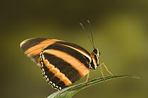 Banded Orange Heliconian (Dryadula phaetusa) butterfly, native to Central and South America