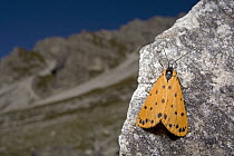 Moth (Setina aurita) on rock, Austria