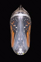 Monarch (Danaus plexippus) butterfly pupa about to emerge from chrysalis, New Jersey