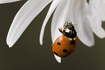 Ladybug (Coccinellidae) on flower petal, Germany