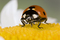 Ladybug (Coccinellidae) on flower, Germany