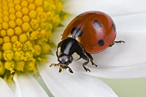 Ladybug (Coccinellidae) on flower, Germany