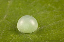 Blue Morpho (Morpho peleides) butterfly egg in an early stage, Costa Rica