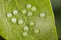 Blue Morpho (Morpho peleides) butterfly eggs at an early stage, Costa Rica