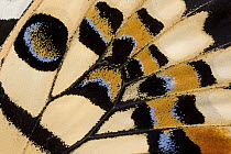 Common Lime (Papilio demoleus) butterfly wing detail showing false eyespot, Asia
