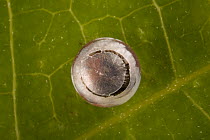 Blue Morpho (Morpho peleides) caterpillar hatching out of egg, Costa Rica