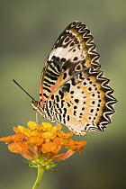 Orange Lacewing (Cethosia penthesilea) butterfly on flower, Malaysia