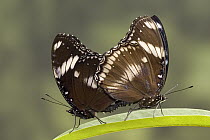 Great Eggfly (Hypolimnas bolina) butterflies mating, native to southeast Asia