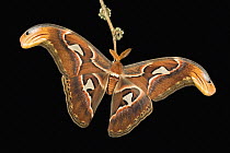 Atlas Moth (Attacus atlas), wing tips mimick a snake's head which prevents birds from attacking, Asia