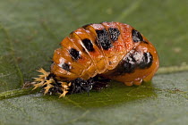 Ladybug (Coccinellidae) larva, Europe