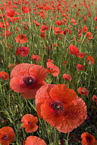 Red Poppy (Papaver rhoeas) field, Europe