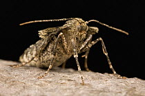 Winter Moth (Operophtera brumata), Europe