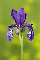Siberian Iris (Iris sibirica) flower, Europe