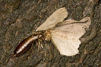 Winter Moth (Operophtera brumata) killed by another insect, Europe