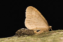 Winter Moth (Operophtera brumata) emerging from pupa, Europe