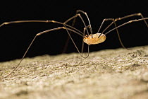 Daddy Long-legs close up, Germany